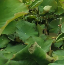 时光酿就世上所有的故事