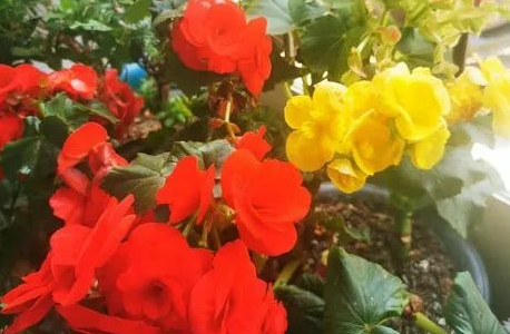 生活随笔之由养花想到的的图片 生活随笔之由养花想到的