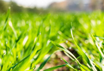 梦回故乡的图片 梦回故乡