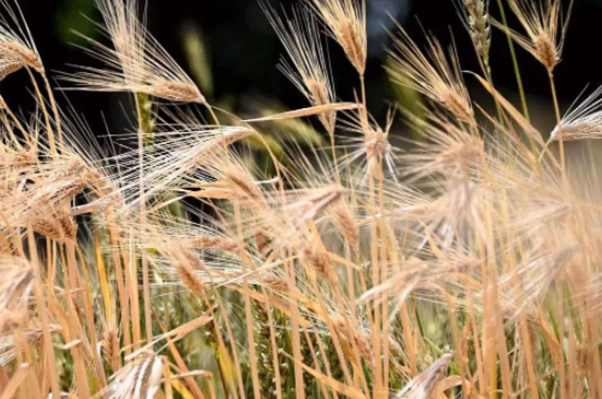五月麦场忆事的图片 五月麦场忆事