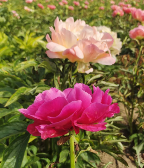 你总要对得起这时光的图片 你总要对得起这时光