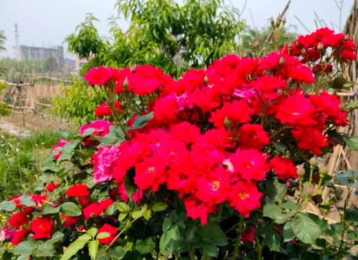 所谓“黄金时代”