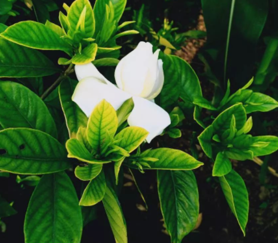 莲心不染的图片 莲心不染