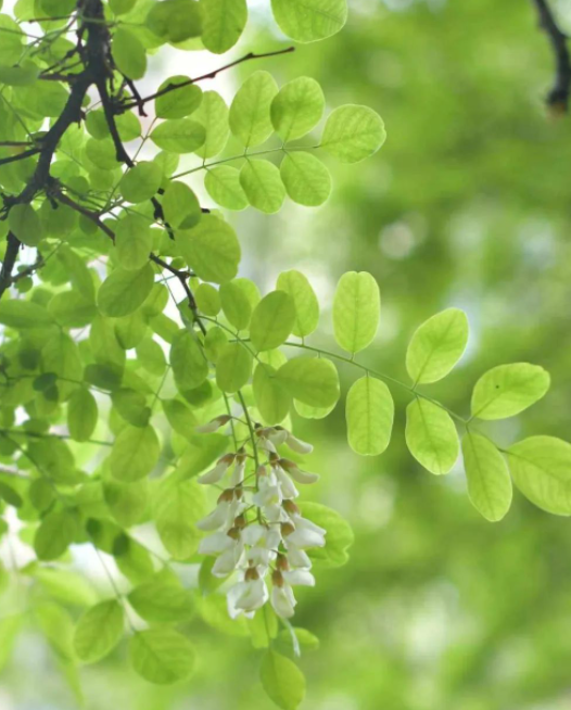 槐花之忆的图片 槐花之忆