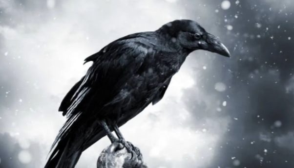 带着它们的宝贝飞出了这片林子,飞呀飞呀,飞向了远方……的图片 带着它们的宝贝飞出了这片林子,飞呀飞呀,飞向了远方……