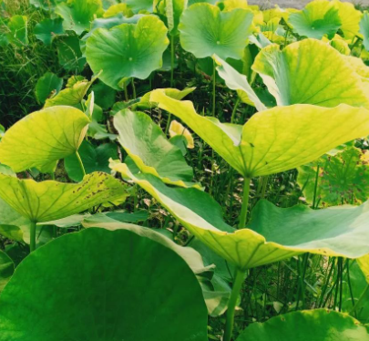 我什么也不表达。本质上什么也没有说。一切就在那里，尚无命名，未经摧毁。