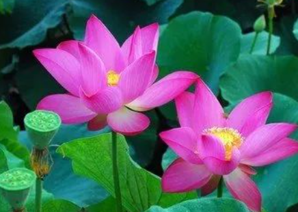 荷缸、荷池、院落，年复一年给我美景、给我快乐、给我惊喜……我爱荷花。