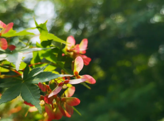 鸡爪槭树下的春天