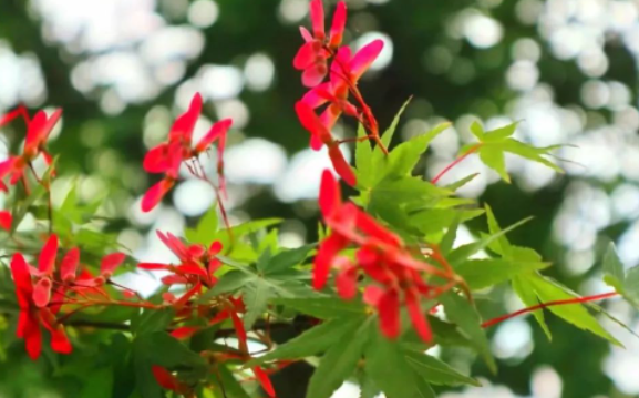 在上海蟠龙天地遇见的温文尔雅知识渊博的87岁的老爷子