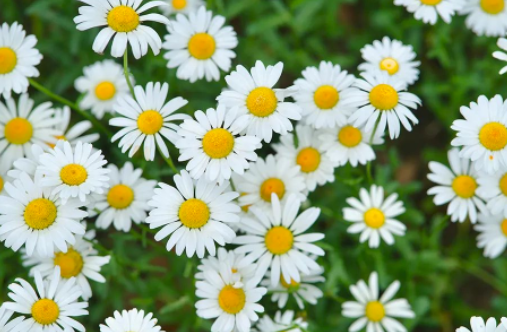 我有一瓣心香献给她——《碎月印记》书稿读后感的图片 我有一瓣心香献给她——《碎月印记》书稿读后感