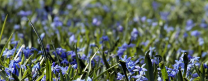 可惜了的葵花苗儿的图片 可惜了的葵花苗儿