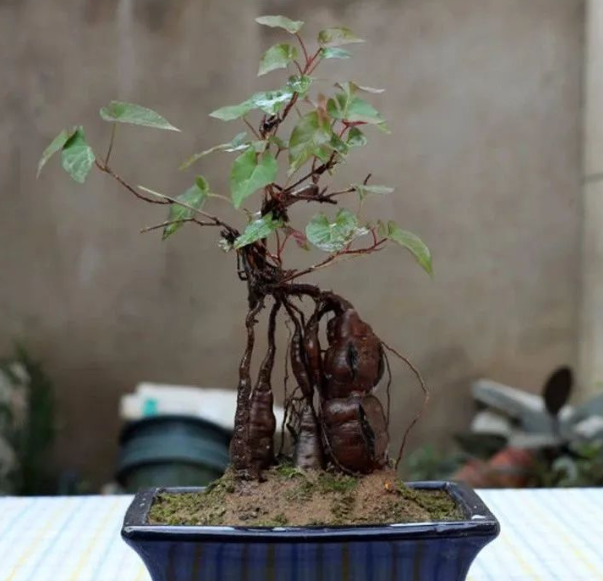 从国家大事到何首乌的图片 从国家大事到何首乌