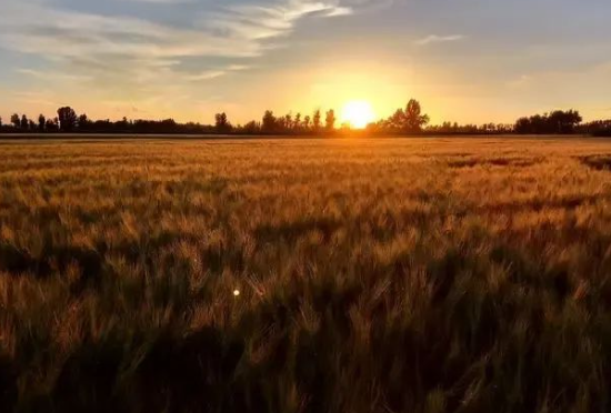 园子的事的图片 园子的事