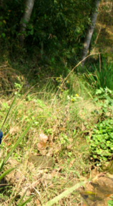 想念母亲的图片 想念母亲