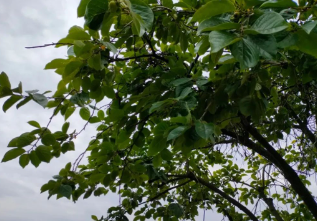 周瑞家的与刘姥姥的图片 周瑞家的与刘姥姥