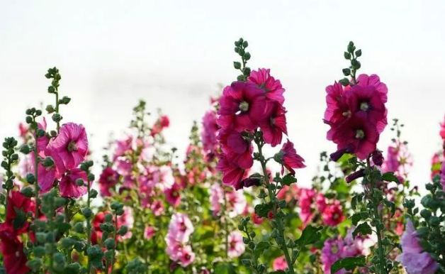 灿烂至极,朴素之至的图片 灿烂至极,朴素之至