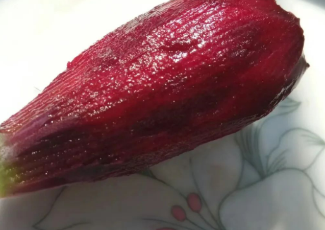 仙人掌——你的刺，磨出我的好脾气