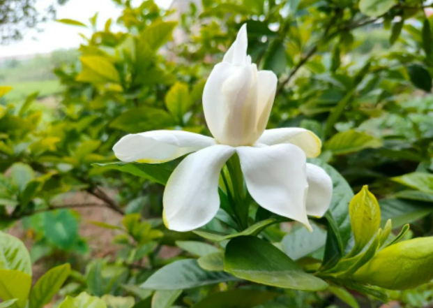 如春,如夏的图片 如春,如夏