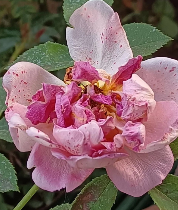 而我们，好像终日在浑浑噩噩里泡着，不知今夕何夕。