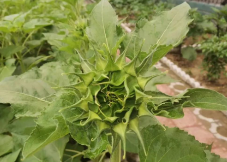 没有一朵花,从一开始都是一朵花的图片 没有一朵花,从一开始都是一朵花