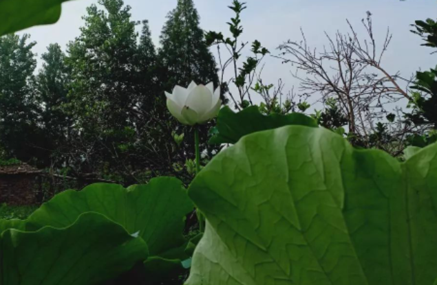 “粽”夏之时，祝福安康