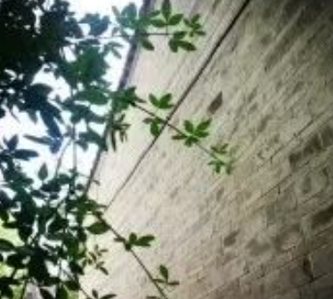 是的,我愿做一个赞美它的人。的图片 是的,我愿做一个赞美它的人。