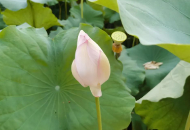 时光恰好遇见你