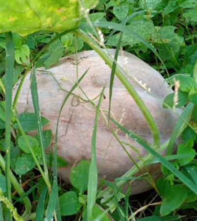 我是几月的绿呢的图片 我是几月的绿呢