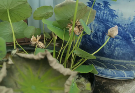 金屋藏娇遭“天谴”的图片 金屋藏娇遭“天谴”