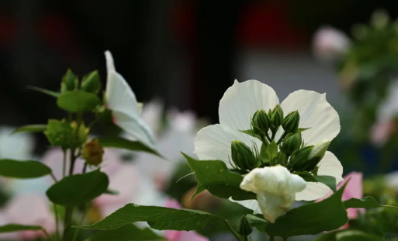 夏至时节的图片 夏至时节