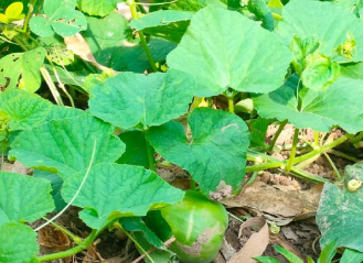 最后一个电话的图片 最后一个电话