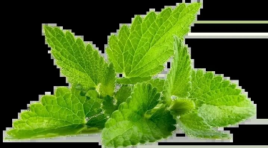 薄荷糖入口之后的清凉感,咽喉部瞬间便舒适了许多,想到这些,我们还是热爱它吧。的图片 薄荷糖入口之后的清凉感,咽喉部瞬间便舒适了许多,想到这些,我们还是热爱它吧。