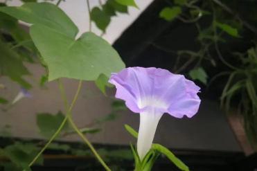 疼痛是难以忍受的的图片 疼痛是难以忍受的