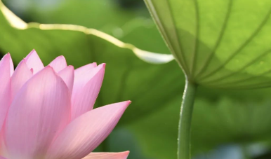 瓦窑头小院渐渐恢复了静谧、甜美。