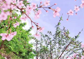 人生该如三月花，倾我一生一世念