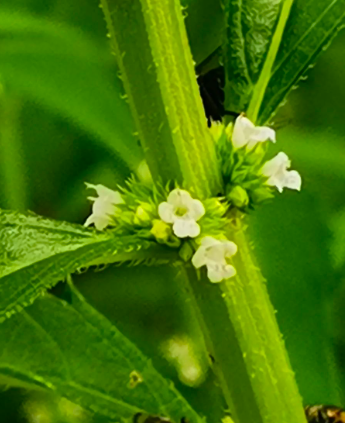 地笋——愈接近愈美的图片 地笋——愈接近愈美