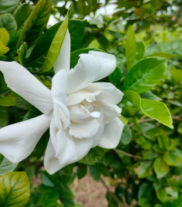 来去有意的图片 来去有意