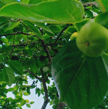 大大的不以为然的图片 大大的不以为然