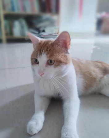 大爷和”逆狗″的极限拉扯,哈哈的图片 大爷和”逆狗″的极限拉扯,哈哈