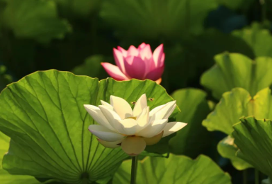 午间一梦,日历飞起,劝我回家。的图片 午间一梦,日历飞起,劝我回家。