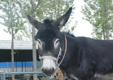 雅与俗的图片 雅与俗