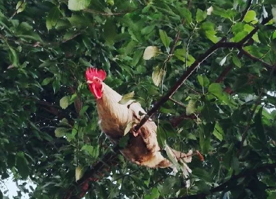 草菩提子是比我更矮的植物