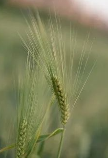 回到了那曾经的的田野，回到那曾经的大麦身旁。