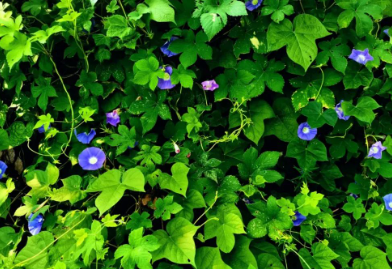 所遇一切,皆为生命之歌的图片 所遇一切,皆为生命之歌