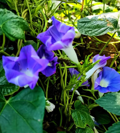 自助者天助之的图片 自助者天助之