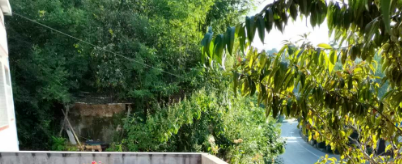 陪伴在盛夏的图片 陪伴在盛夏