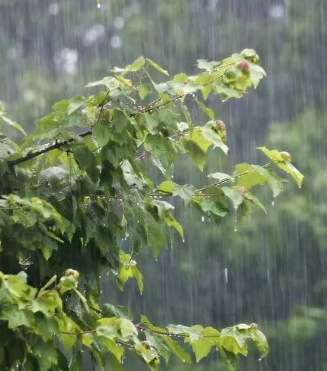 我爱这片银杏林