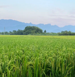 却道天凉好个秋的图片 却道天凉好个秋