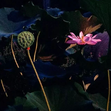 秋天总是来得太早