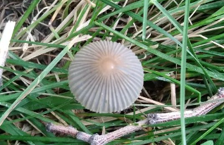 在平价菜店排队买便宜蔬菜的人